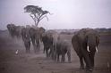 WT 210-11 Kenya Amboseli Elephants